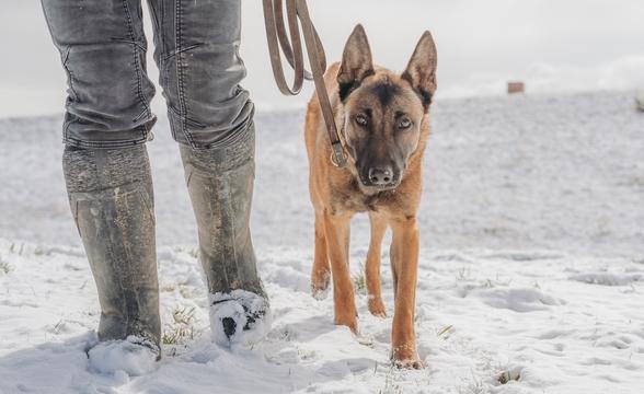 Tibbs enjoying a snowy walk