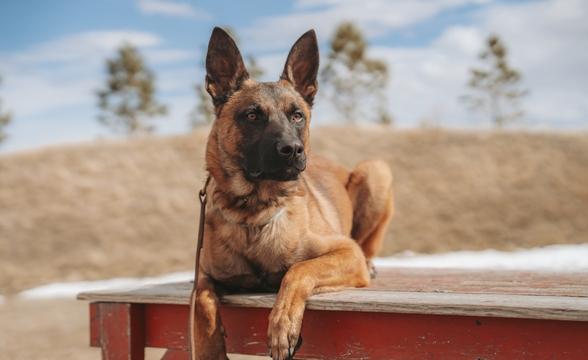 Mayhem relaxing outside