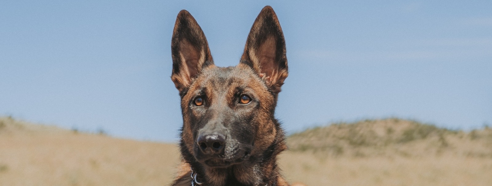Fenrir Profile