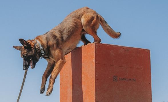 Fen jumping off box
