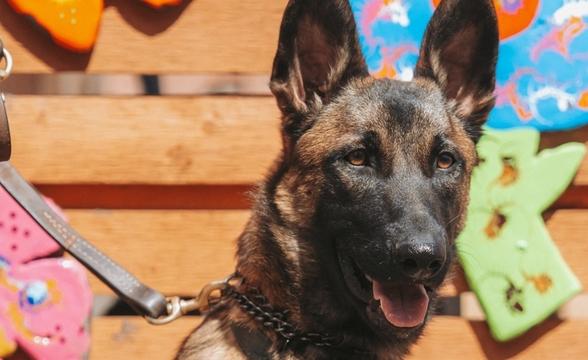 Fenrir enjoying the sun in town