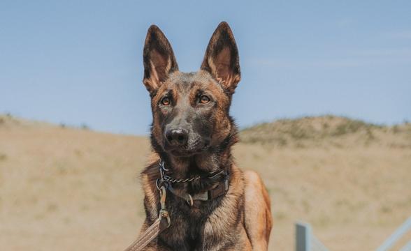 Profile of Fenrir