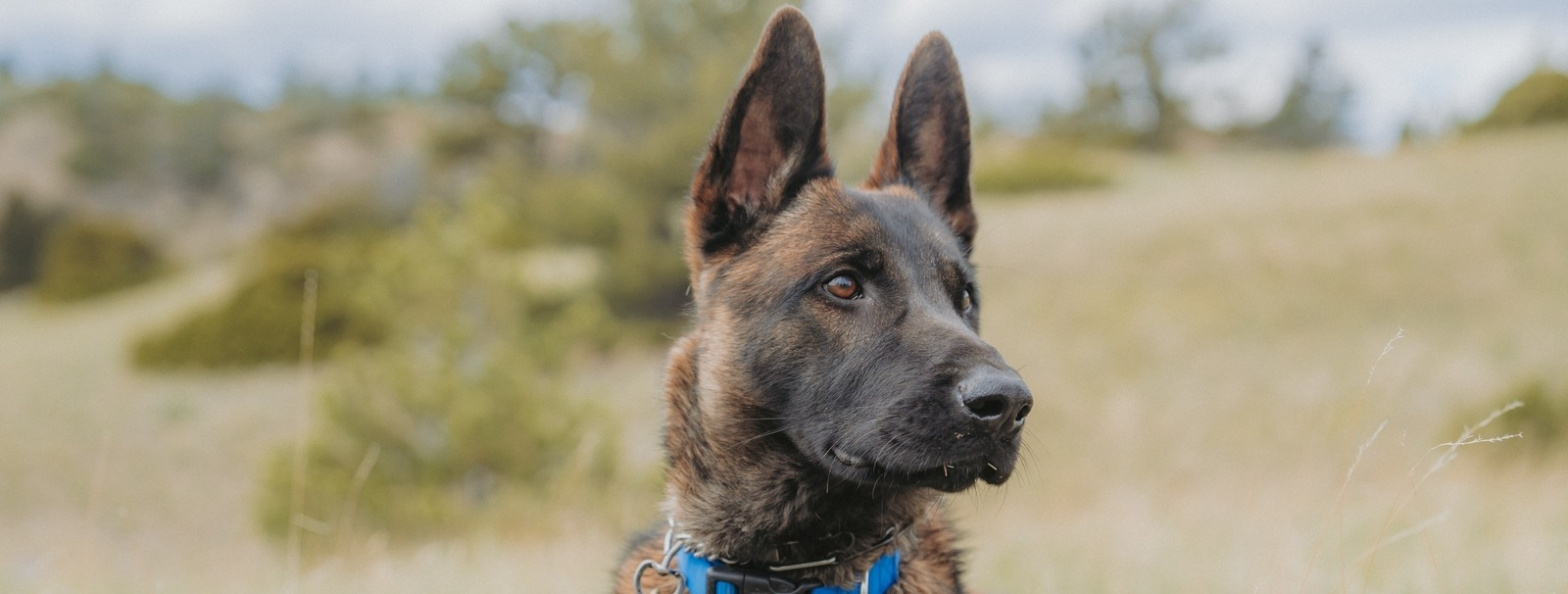 Frank Profile