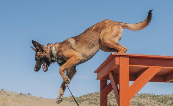 Griffin jumping off table