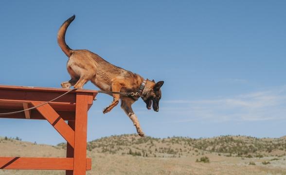 Harpy jumping off table