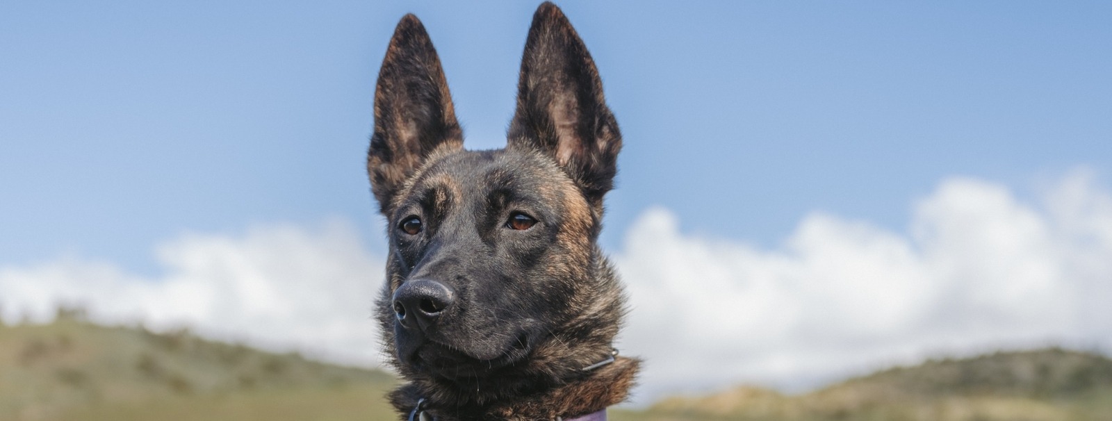Rajah Profile