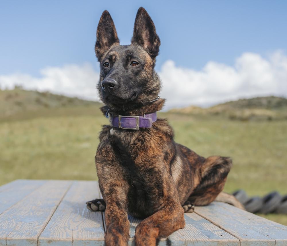 Rajah Profile