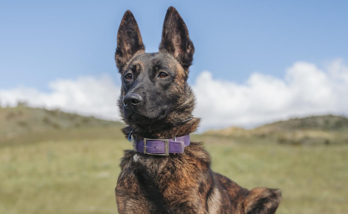 Rajah Profile
