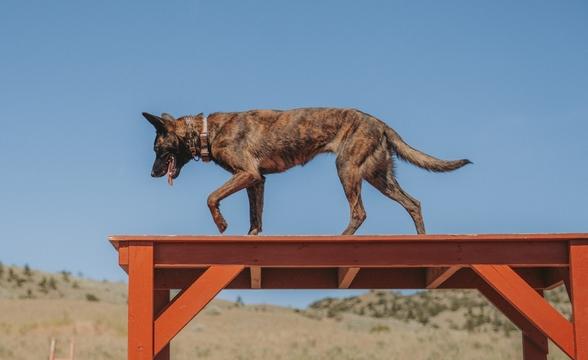Rajah crossing a table