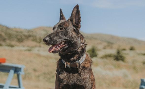 Bullet enjoying the sun