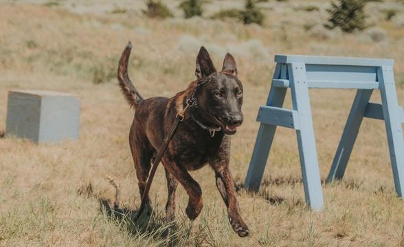 Bullet running through the grass