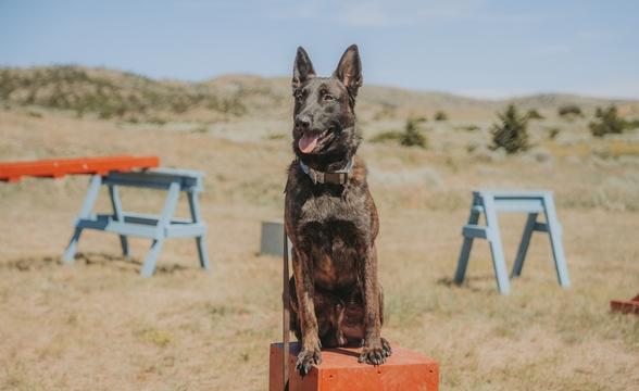 Profile of Bullet