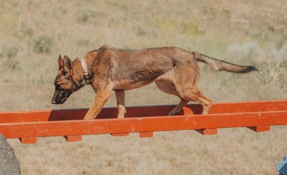 Cricket crossing a ladder