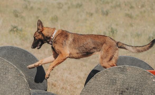 Cricket bounding across obstacles