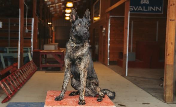 Raider in back of barn