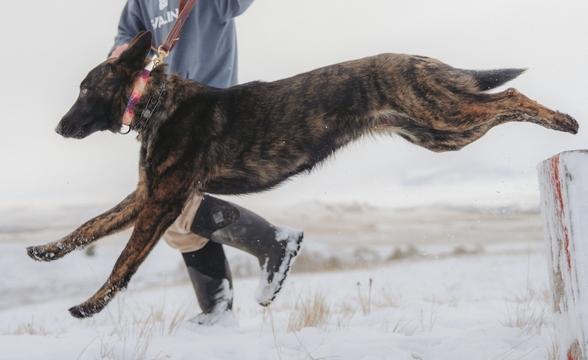 Halo jumping through air