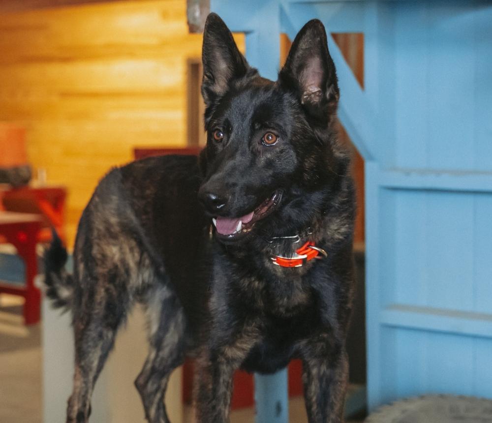 Recon Profile