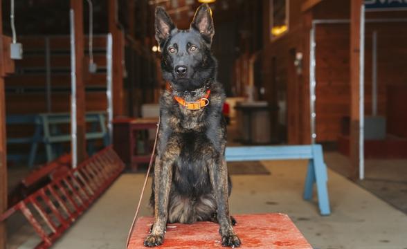 Recon in back of barn