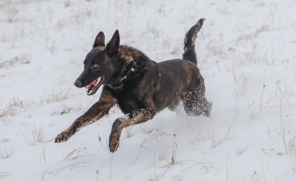 Recon racing through snow