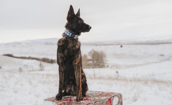 Side profile of Commando