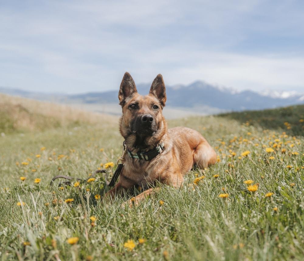 Mischief Profile