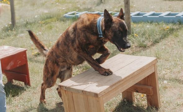 Smoke crossing bench