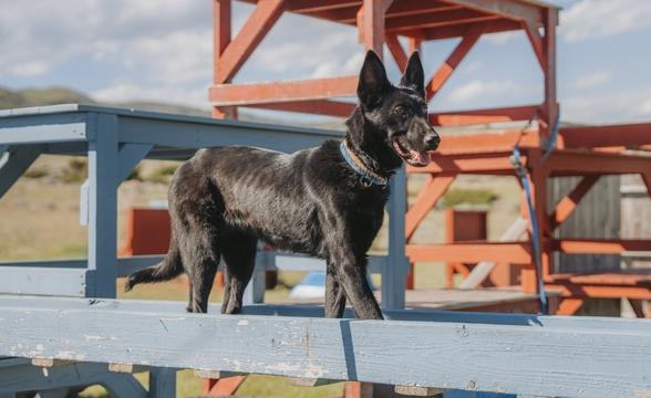 Cayenne crossing a ladder