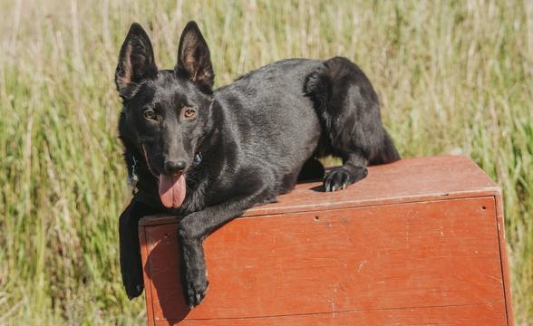 Cayenne relaxing outside