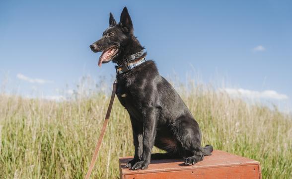 Cayenne sitting tall outside