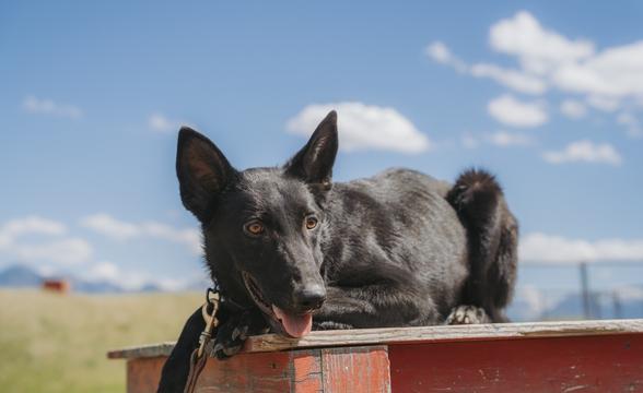Serrano relaxing on a table