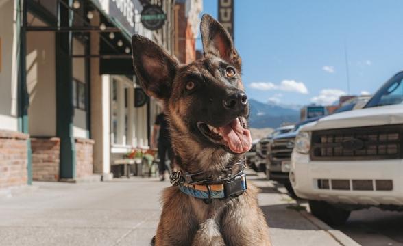 Cherry enjoying downtown Livingston