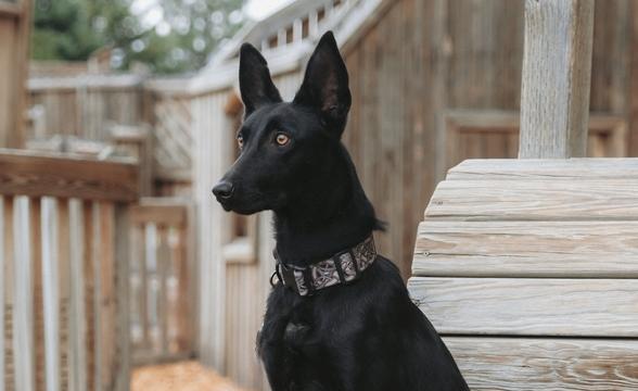 Carolina at attention