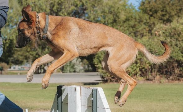 Lark leaping over obstacle