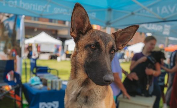 Lark at the Farmers Market