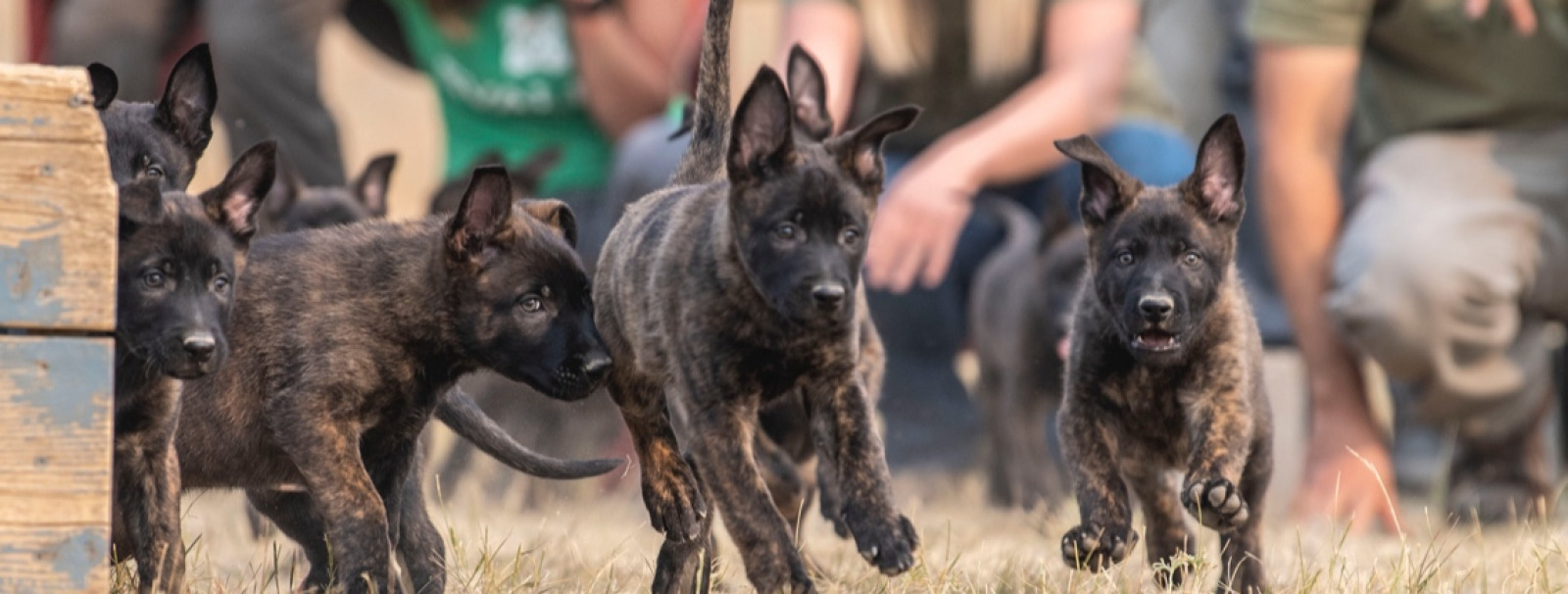 Puppies running