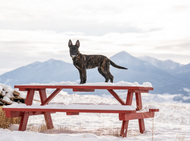 Wild West, table