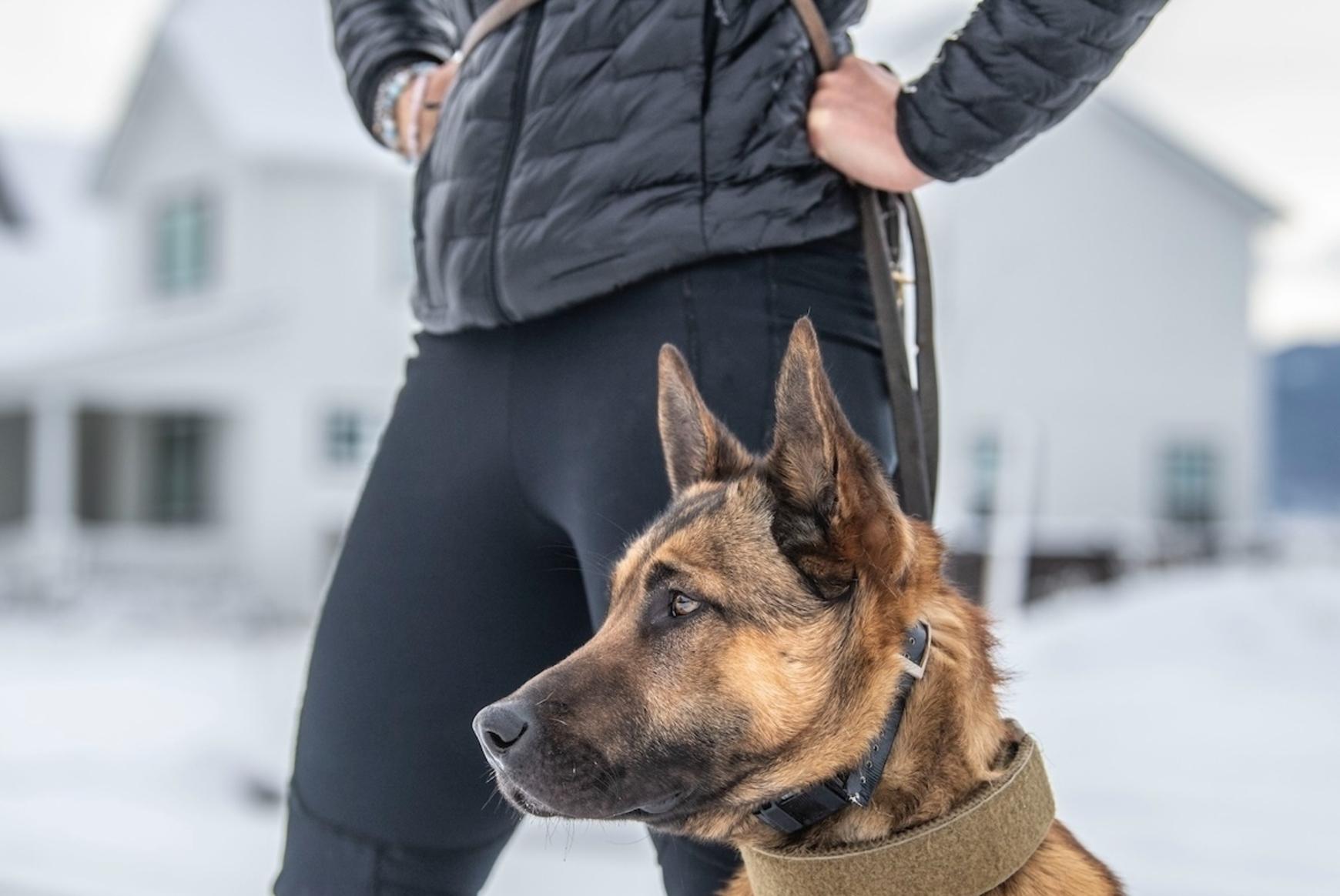 Puppy looking at its handler 