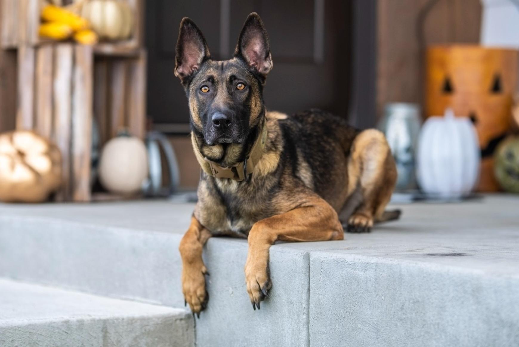 Personal Protection Dogs | Family Protection Dogs | Svalinn