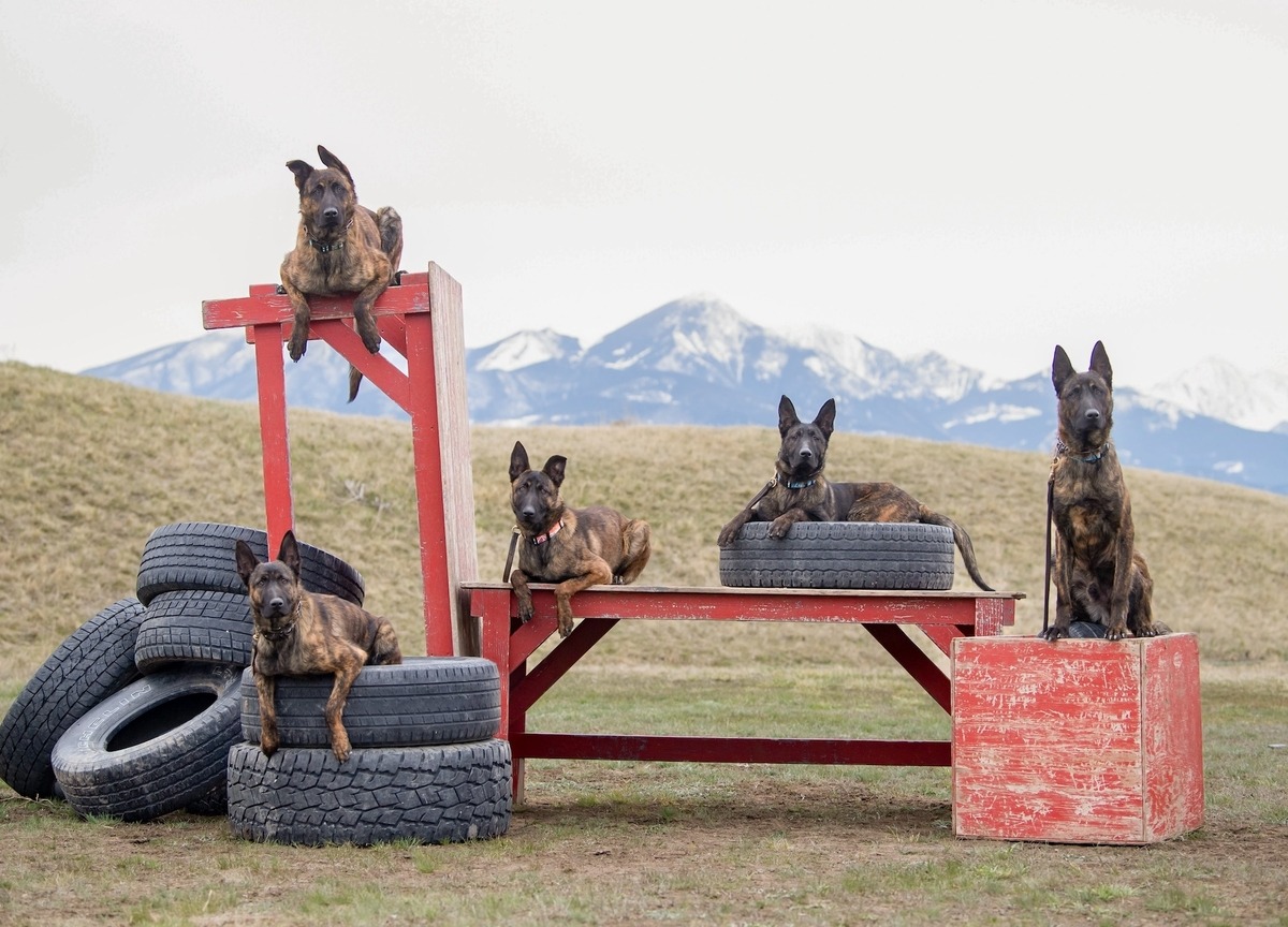 Personal Protection Dogs | Family Protection Dogs | Svalinn