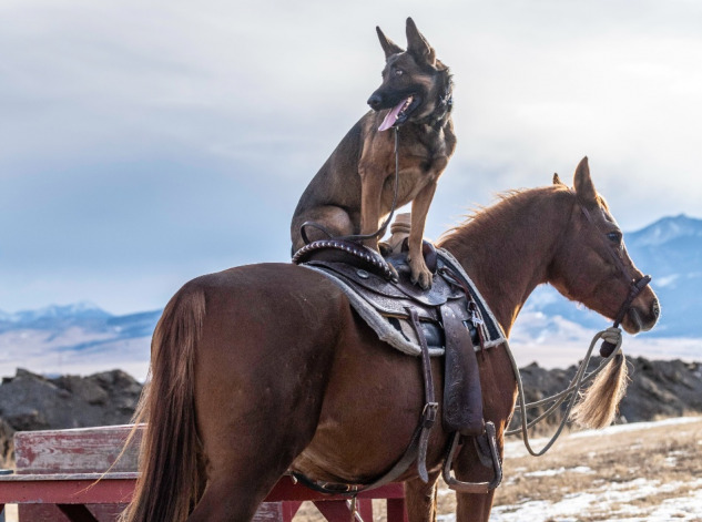 Mungo, horse