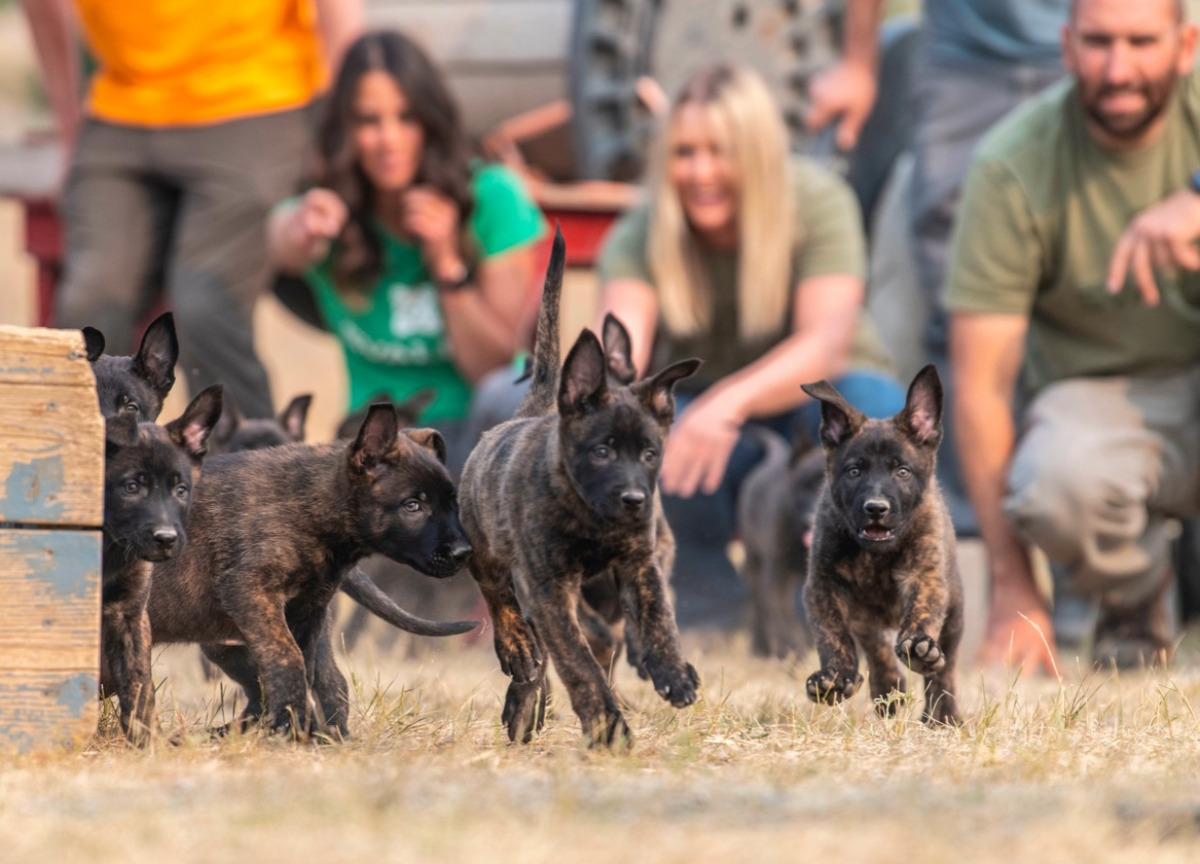 Puppies running together