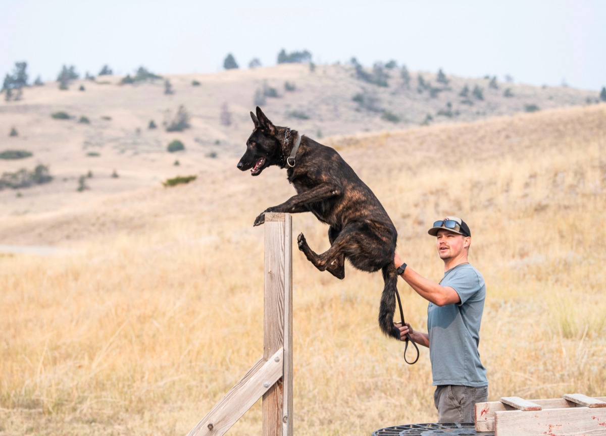 Trainer getting a dog to leap over a head high fence.