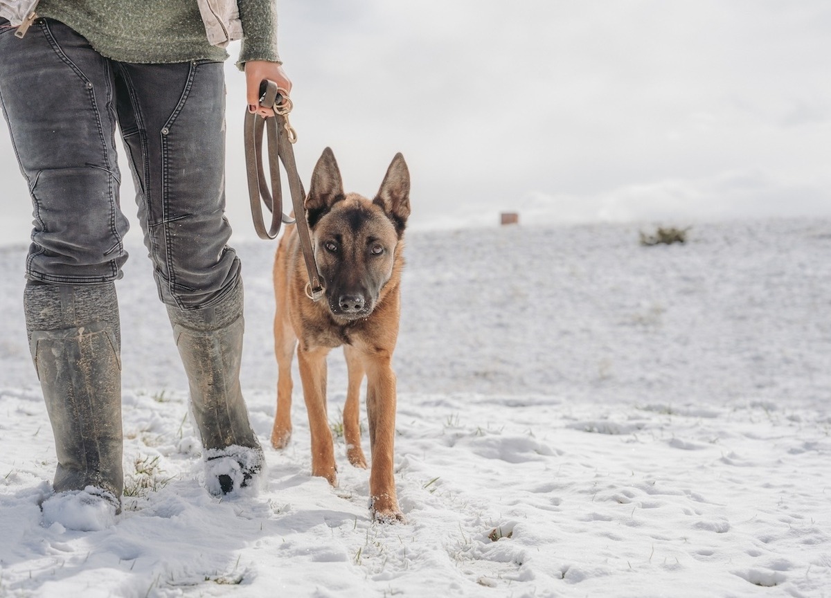 Woman walking a dog through the snow