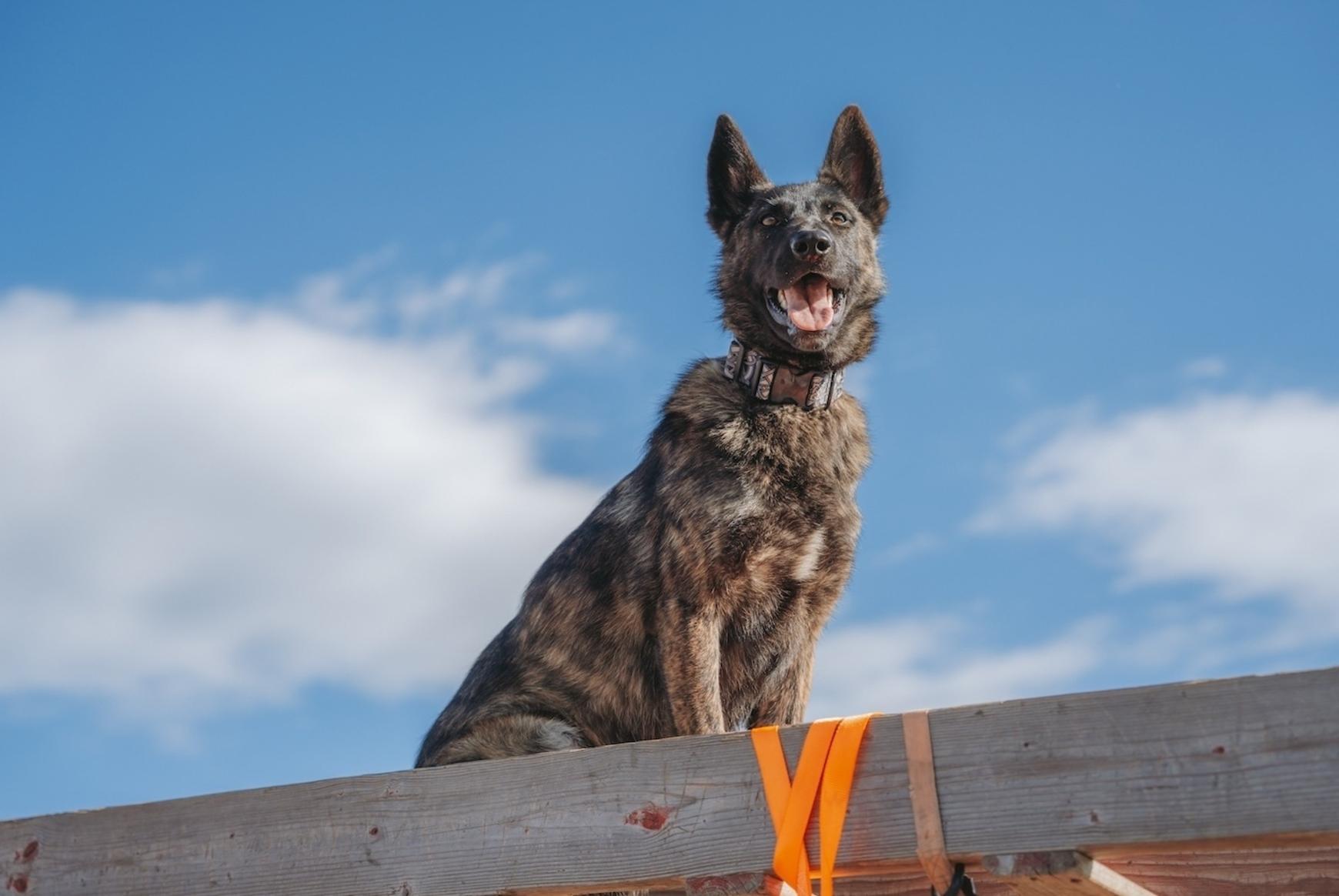 Dog on a Ladder