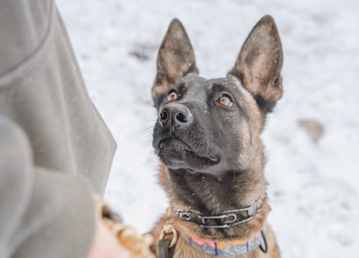 lineup of dogs with handlers