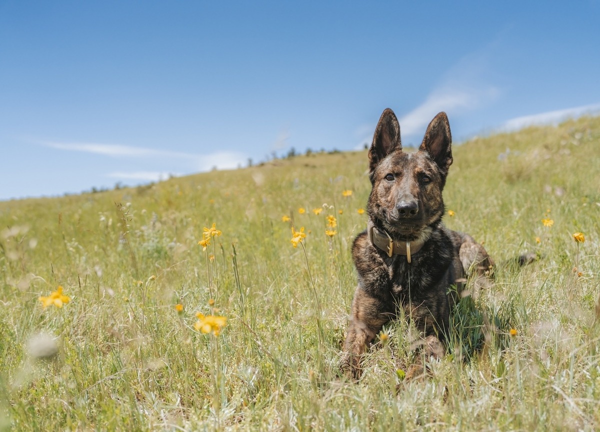 Springtime on the ranch with a svalinn working dog 