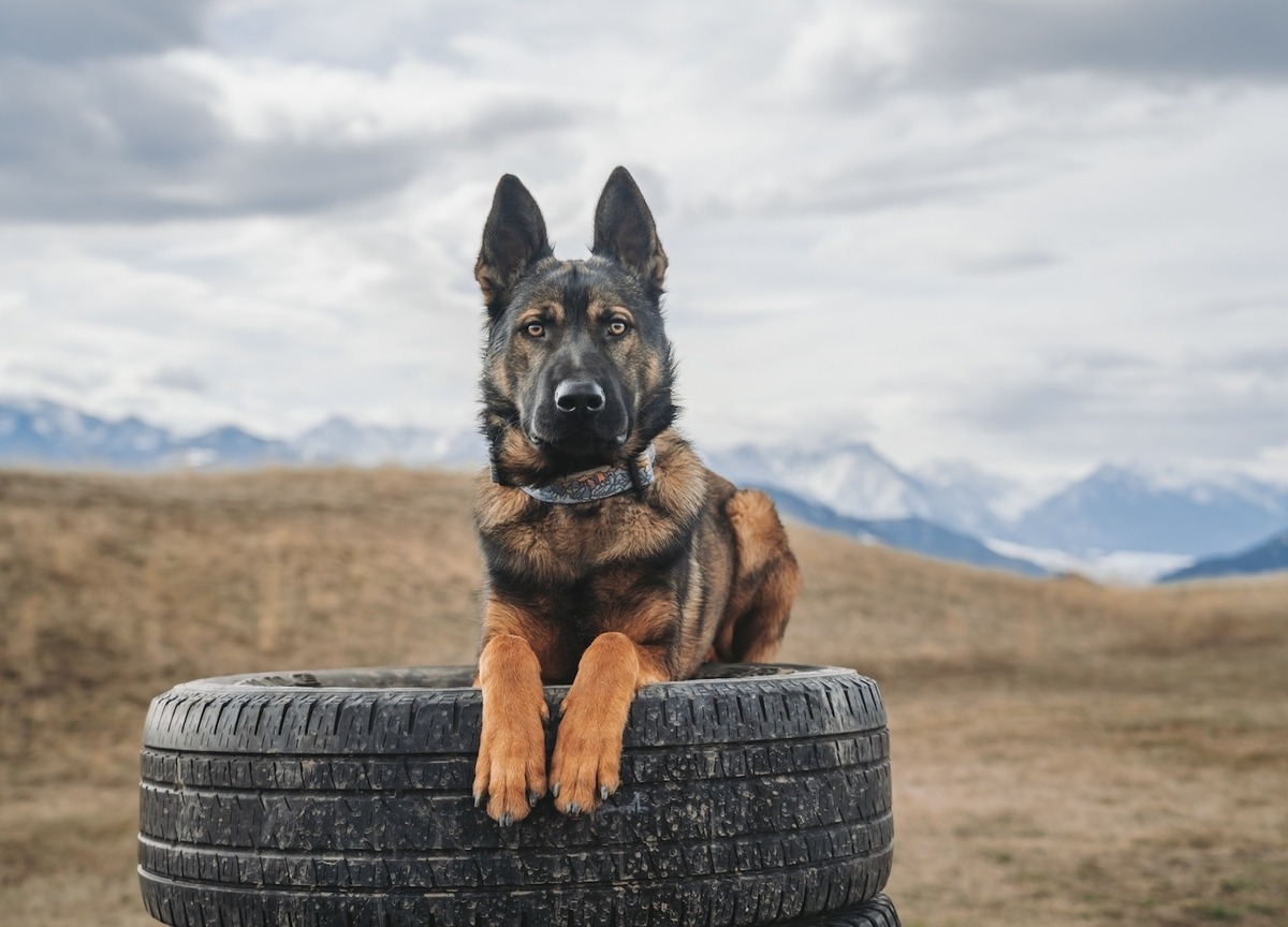 protection dog on a tire